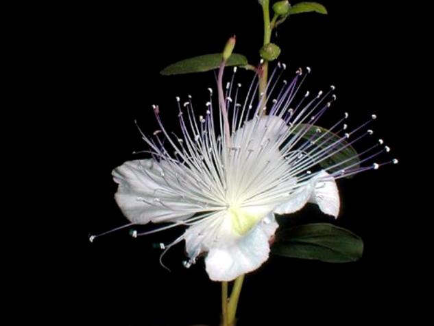 "Persephone, fiori di poesia" / Terzo classificato ex aequo SCOTTI ALFREDO  “Fiore di cappero”
